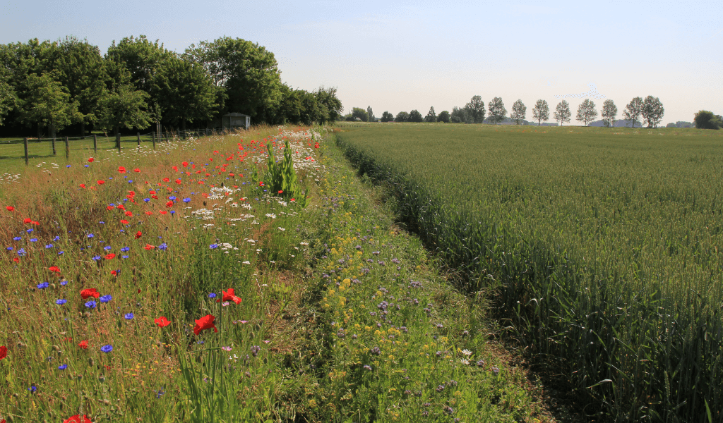 Greening rules are changing for 2026